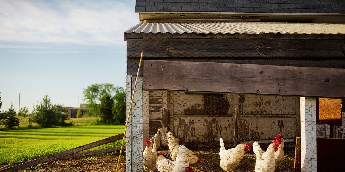 Read more about the article 4 Best Plastic Chicken Coops for Beginners