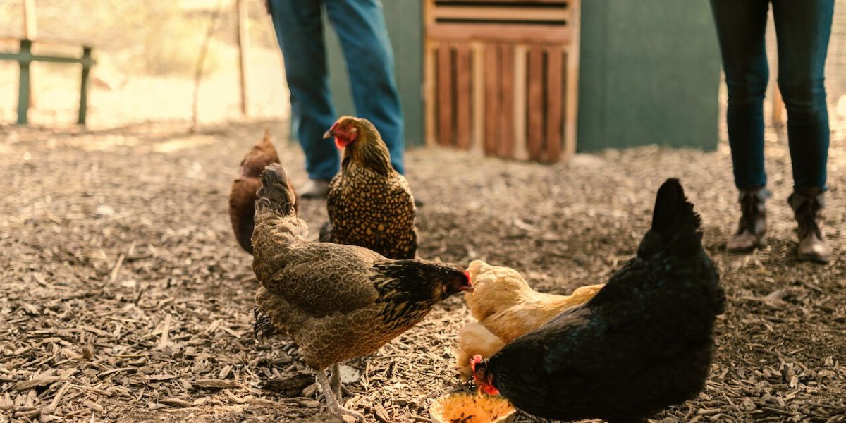 Read more about the article Can I Keep Chickens in My Backyard?