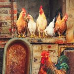 10 Things That Should Be Inside a Chicken Coop