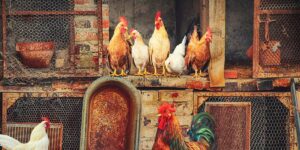 Read more about the article 10 Things That Should Be Inside a Chicken Coop